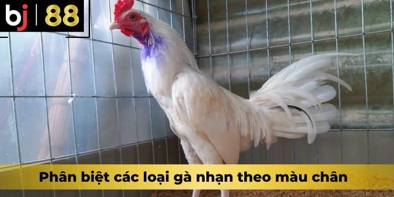 Phân biệt các loại gà nhạn theo màu chân