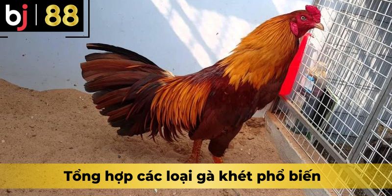 Tổng hợp các loại gà khét phổ biến