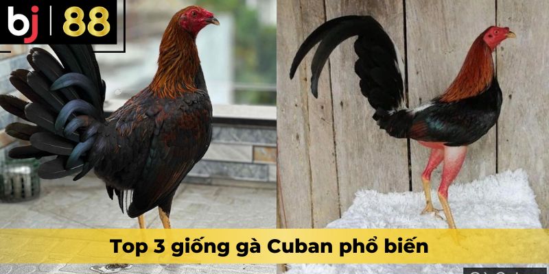 Top 3 giống gà Cuban phổ biến