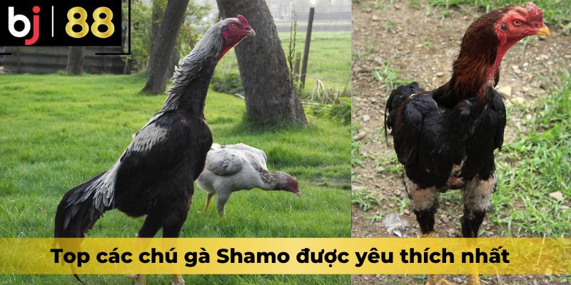 Top các chú gà Shamo được yêu thích nhất