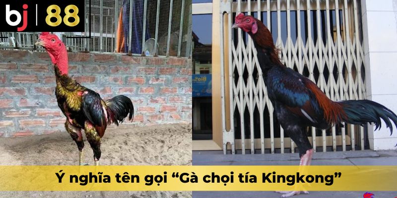 Thông điệp và ý nghĩa tên gọi “Gà chọi tía Kingkong”