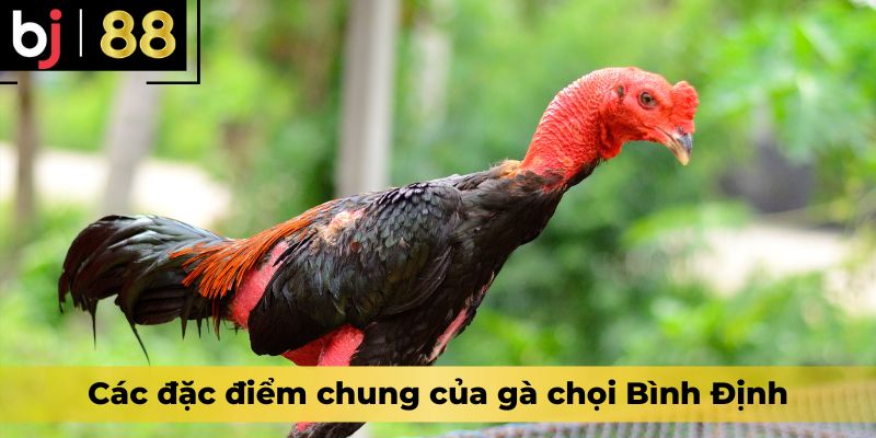 Các đặc điểm chung của gà chọi Bình Định