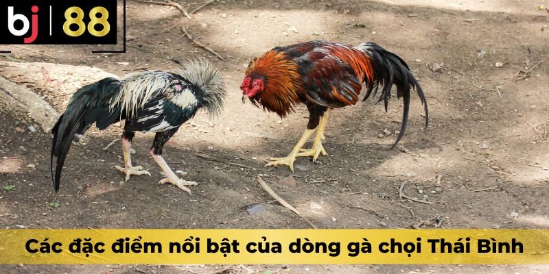 Các đặc điểm nổi bật của dòng gà chọi Thái Bình