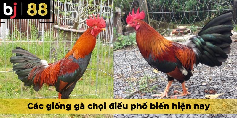 Các giống gà chọi điều phổ biến hiện nay