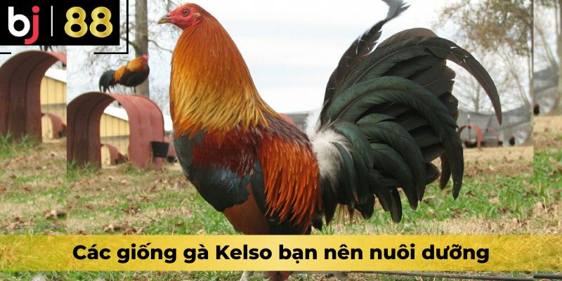 Các giống gà Kelso bạn nên nuôi dưỡng