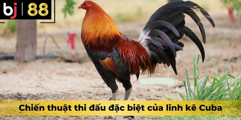 Chiến thuật thi đấu đặc biệt của linh kê Cuba