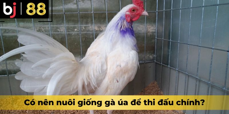 Có nên nuôi giống gà úa để thi đấu chính?