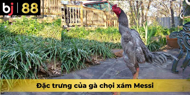 Đặc trưng của gà chọi xám Messi