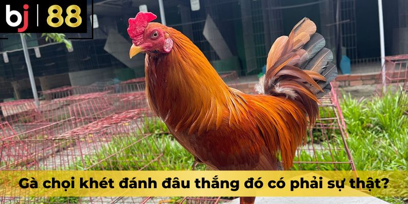 Gà chọi khét đánh đâu thắng đó có phải sự thật?