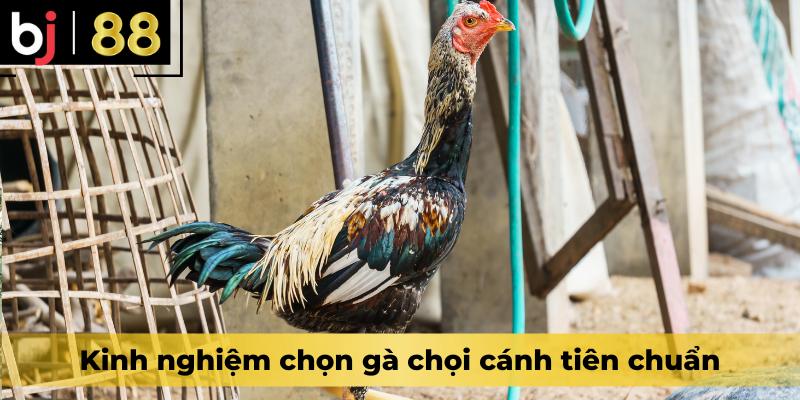 Kinh nghiệm chọn gà chọi cánh tiên chuẩn