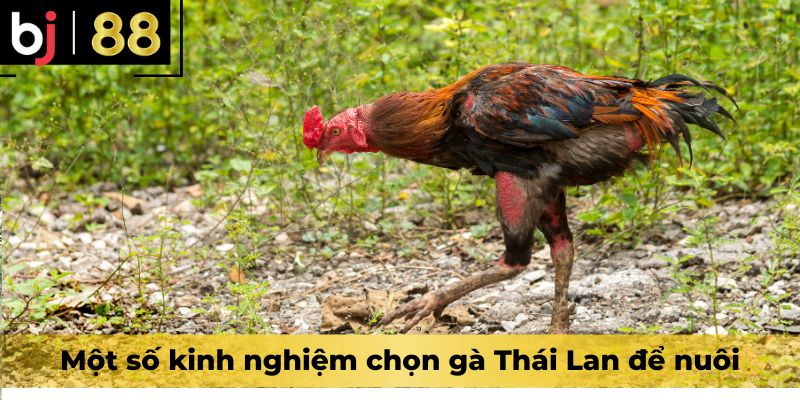 Một số kinh nghiệm chọn gà Thái Lan để nuôi