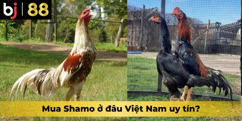 Mua Shamo ở đâu Việt Nam uy tín?