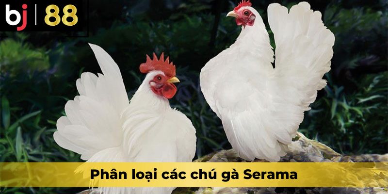 Phân loại các chú gà Serama