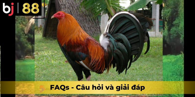 FAQs - Câu hỏi và giải đáp