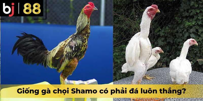 Giống gà chọi Shamo có phải đá luôn thắng?