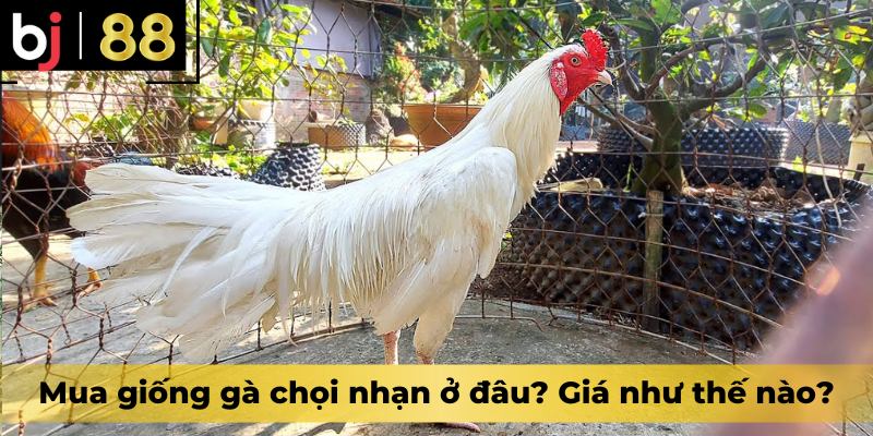 Mua giống gà chọi nhạn ở đâu? Giá như thế nào?