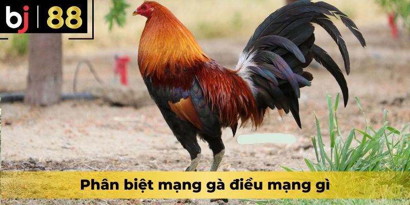 Phân biệt mạng gà điều mạng gì