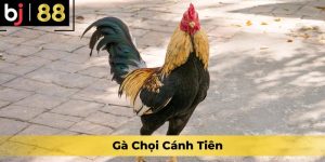 Gà Chọi Cánh Tiên