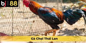 Gà Chọi Thái Lan