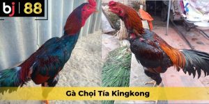 Gà Chọi Tía Kingkong