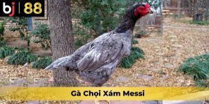 Gà Chọi Xám Messi